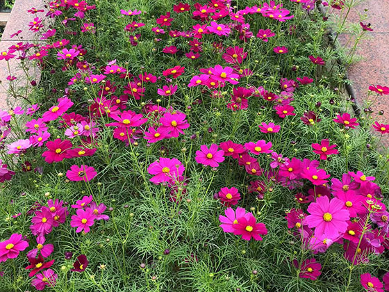 孝感鲜花花卉-租绿化